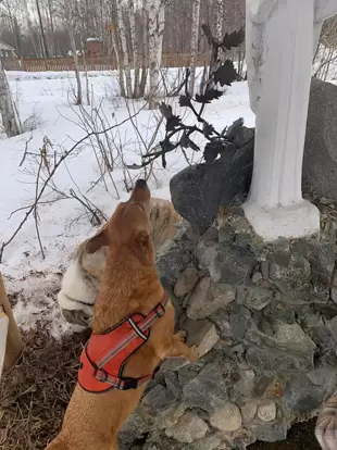 Perro saluda virgen