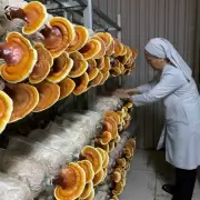 Setas org�nicas. El exitoso y generoso bioemprendimiento de las Hermanas de St. Paul de Chartres en Vietnam