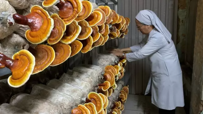 Setas org�nicas. El exitoso y generoso bioemprendimiento de las Hermanas de St. Paul de Chartres en Vietnam